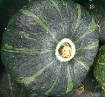 KG - Buttercup Squash