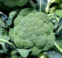 Broccoli (15lb Case)