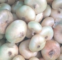 Organic White Cippolini Onions