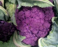 Purple Cauliflower (Case)