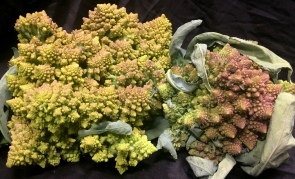Romanesco (Case)