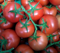 Organic T.O.V -10lb Case