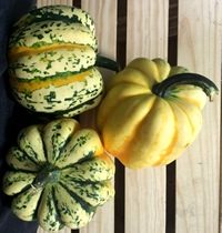 Organic Celebration Squash
