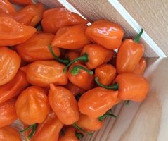 Organic Habanero Peppers