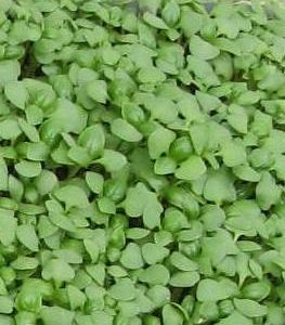 Micro Basil Flat