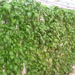 KG - Mans Fresh Basil