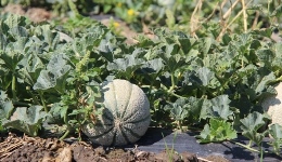 Cantaloupe (8 Cantaloupe)