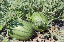 Red Watermelon-Approx 8 lb