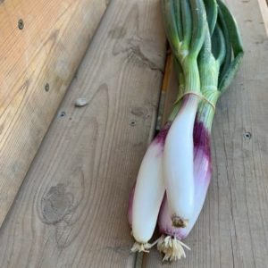 Italian Torpedo Onions