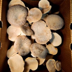 King Oyster - 5 Lbs