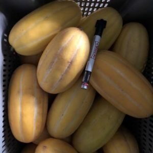 Korean Melon (2lbs)