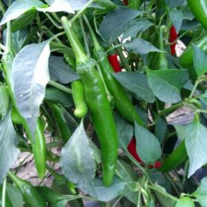 Korean Pepper