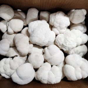 Lions Mane - 5 Lbs