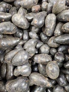 Violet Queen Fingerling (Large)