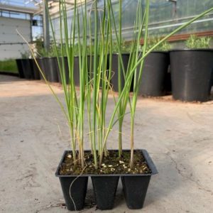 Leek Plants in a Tray