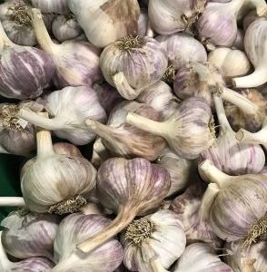 Local Russian Purple Garlic