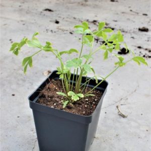 Lovage Plant in a Pot