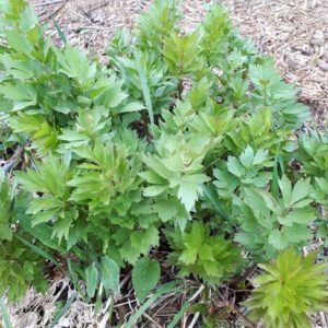 Fresh Lovage - (0.5lb Bundle)