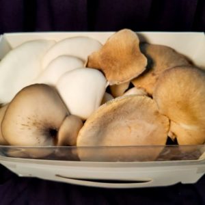 Premium Oyster Medley - 350g