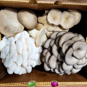 Premium Oyster Medley - 5 Lbs