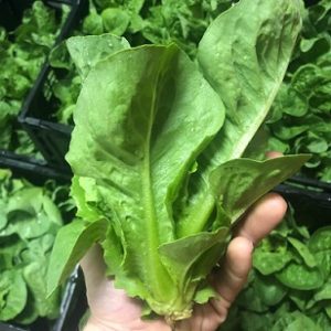 Gem Romaine - 18ct