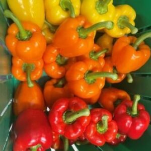 Premium Mixed Bell Peppers - AB
