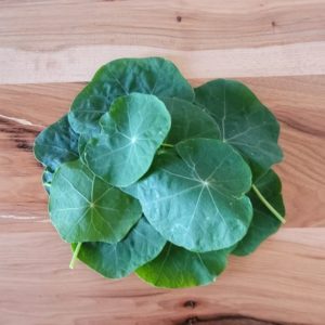 Nasturtium