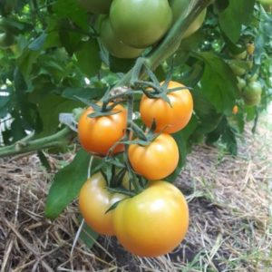 Orange TOV (11lb Case)