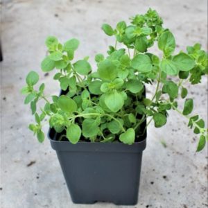 Oregano Plants in a Pot