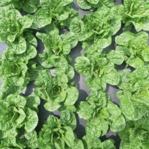 Retail Green Romaine - 12ct