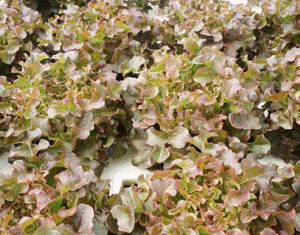 Outrageous Red Lettuce 12ct