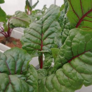 Swiss Chard (1/2 lb Bag)
