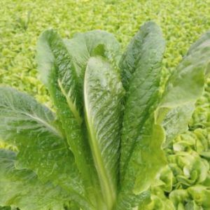 Green Romaine - Store