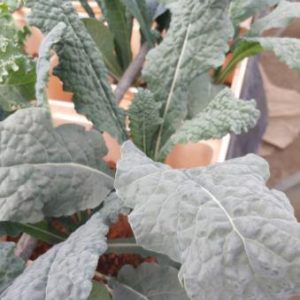 Black Kale (1/2 lb bag)