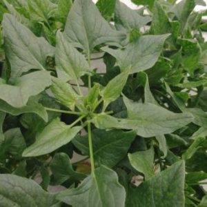 Fresh Spinach - 150g Bag