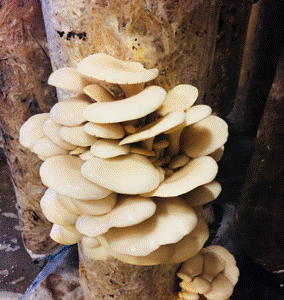 Pearl Oyster Mushrooms - 1lb