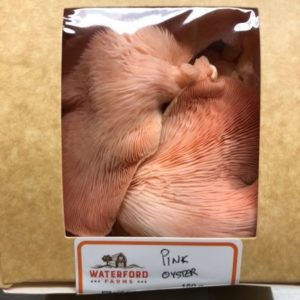 Pink Oyster - 150g