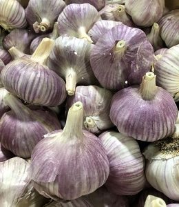Organic Purple Garlic