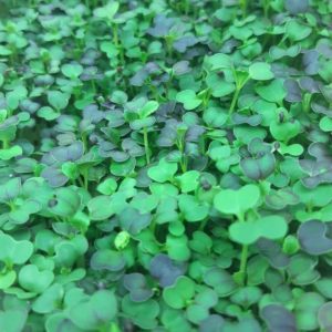 Retail Bok Choy Microgreens-40g