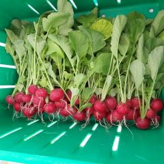 Fresh Red Radish