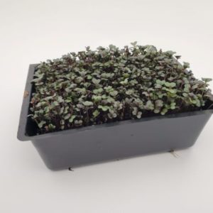 Red Cabbage Micro Greens