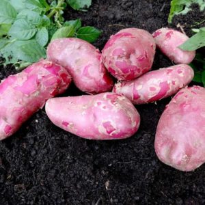 Emmaline Fingerling Potatoes