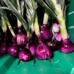Red Karmen Onions