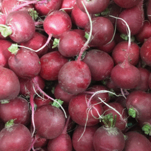 Fresh Red Radish