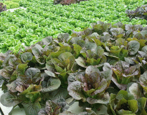 Red Romaine Lettuce per head