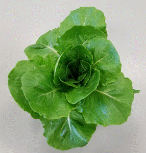 Green Romaine Lettuce