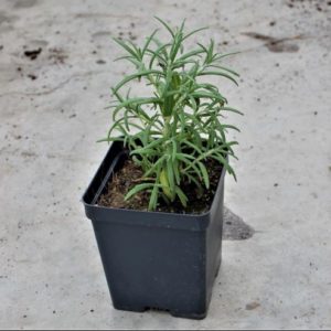 Rosemary Plant in a Pot