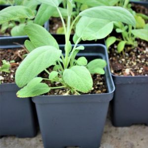 Basil Plant in a Pot-12ct Tray