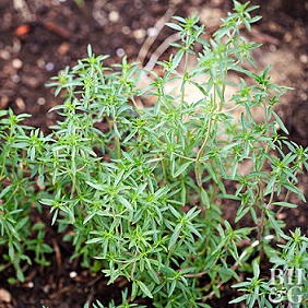 Summer Savoury (80g Bundle)