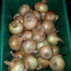 Violet Queen Fingerling (Small)
